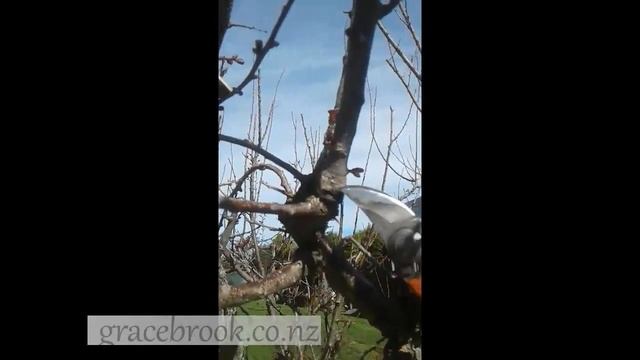 Pruning a mature apricot смотреть онлайн