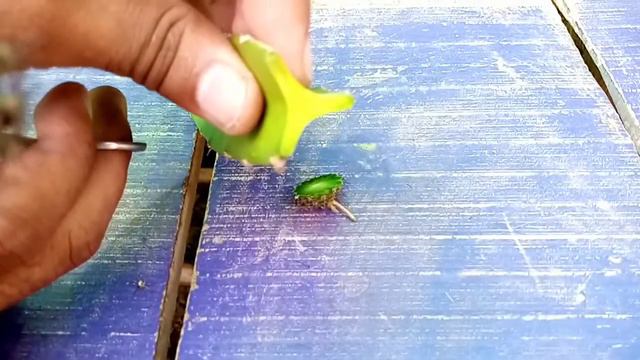 cactus grafting || cactus grafting results || cactus grafted flower || moon cactus grafting смотреть онлайн
