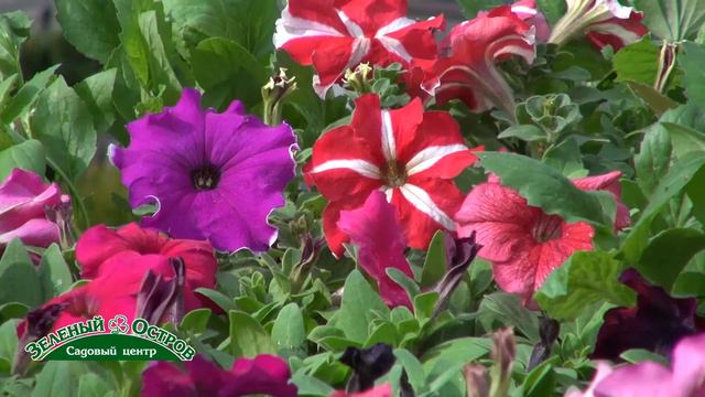 Зарисовка сад и петунии смотреть онлайн