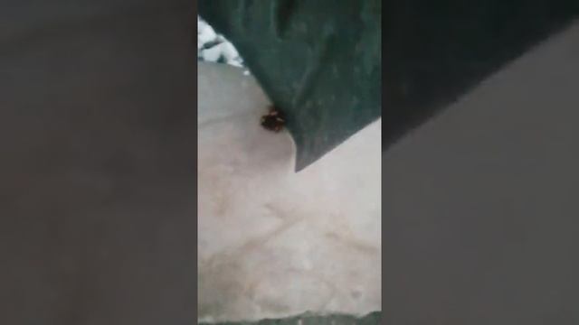 Редкий вид сольпуги, մորմ смотреть онлайн