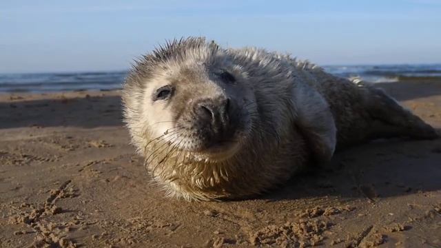 Маленький серый тюлень в Юрмале смотреть онлайн