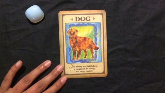 Pick A Card: Weekly Oracle Guidance | What do you need to hear now? смотреть онлайн