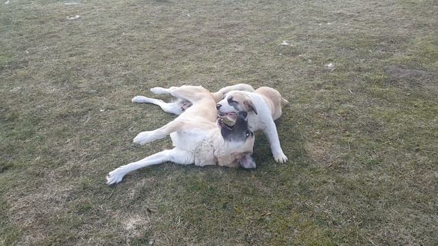 Gintarine Svaja. Питомник среднеазиатских овчарок. смотреть онлайн