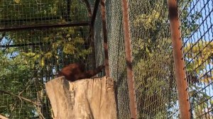 Орангутан Дана прекрасный верхолаз! Тайган Orangutan Dana is a wonderful steeplejack! Taigan
