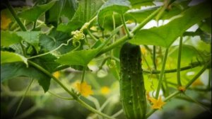 Огурец сорта маша особенности ухода и выращивания