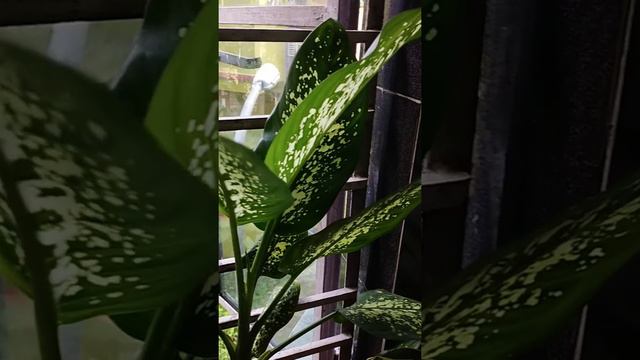 Indoor Plant..#caladium #rio #wanderingjew #syngonium #moneyplant  #turtelvine #drecena