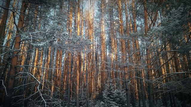 М Цветаева Благословляю ежедневный труд #философскаялирика #поэты20века #поэтыCеребряноговека смотреть онлайн