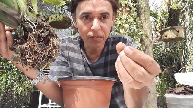 replante sua orquidea,oncindium ou miltonia,sem complicações. смотреть онлайн