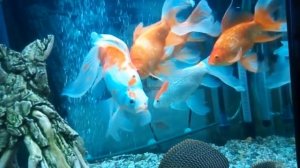 Содержание Комет Золотых рыбок.