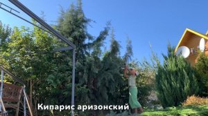 ТУЯ /КИПАРИСОВИК /КИПАРИС - чем отличаются хвойные. ГДЕ САЖАТЬ?