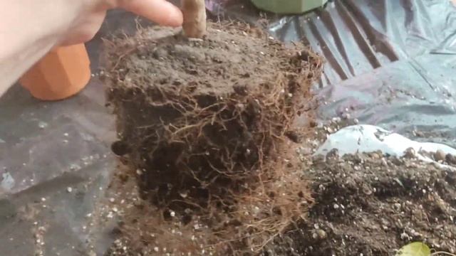 Пересаживаю джаботикабы ?? смотреть онлайн