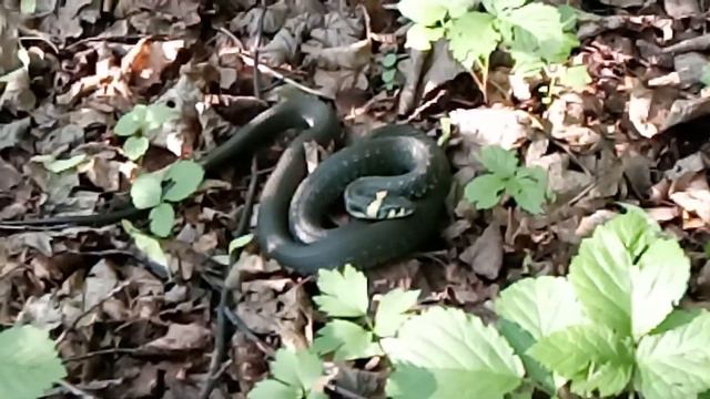 Змея (уж) 🐍 отдыхает/Змия 🐍 почива/Snake 🐍 resting 22.06.2020 смотреть онлайн