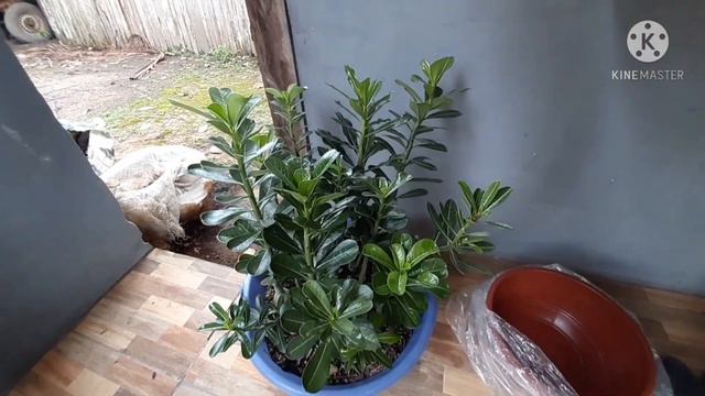 ROSAS DO DESERTO AUMENTANDO | PRIMEIRAS  ORQUÍDEAS DO JARDIM