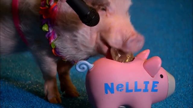 Интересное 10 САМЫХ УМНЫХ ЖИВОТНЫХ смотреть онлайн