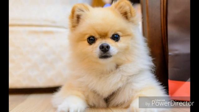 Все о померанских шпицах смотреть онлайн