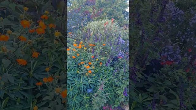 #oxford #botanicgardens #uk #оксфорд #ботаническийсад #англия #великобритания #inglaterra ?? смотреть онлайн