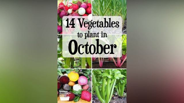 Seasonal Plant's Growth Idea's.Seasonal Vegetable Plant's.Garden Lover смотреть онлайн