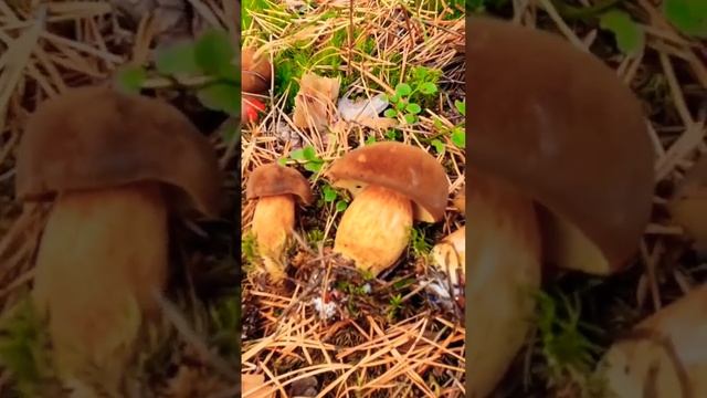 СЕМЕЙКА БАРХАТНЫХ МОХОВИКОВ смотреть онлайн