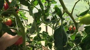 ? Томат F1 Персиановский|  Перед началом сезона я был уверен, что перспективный томат найден