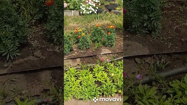 цветем и пахнем смотреть онлайн