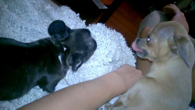 Французский бульдог смотреть онлайн