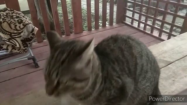 КУПИЛИ ДОМ НА ЮГЕ/ПРИШЕЛ СЧЁТ ЗА ЭЛЕКТРОЭНЕРГИЮ/ВЫЛЕЗ НА ГРЯДКАХ ЛУК СЕВОК ,РЕДИС И САЛАТ/ДА УЖ)) смотреть онлайн