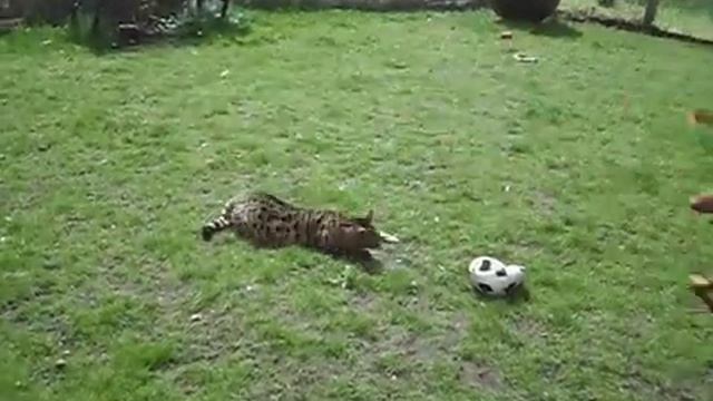 Pharaoh Hound & Bengal Cat Having Fun