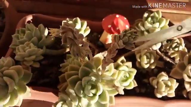 Como diferenciar Graptoveria #titubans e Graptoveria #fantome смотреть онлайн