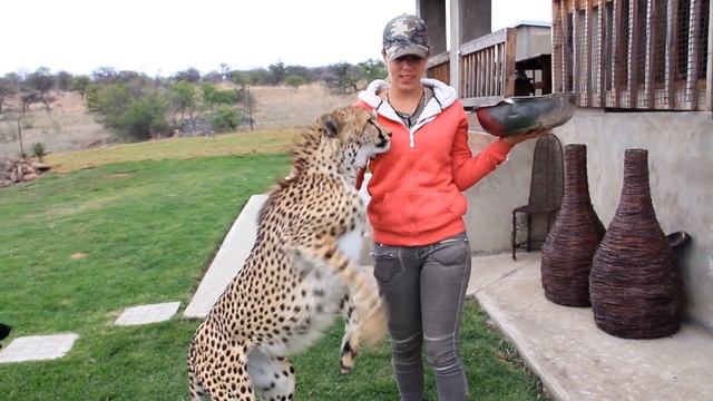 Cheetahs Raised By Meerkats?! - Volunteer Southern Africa