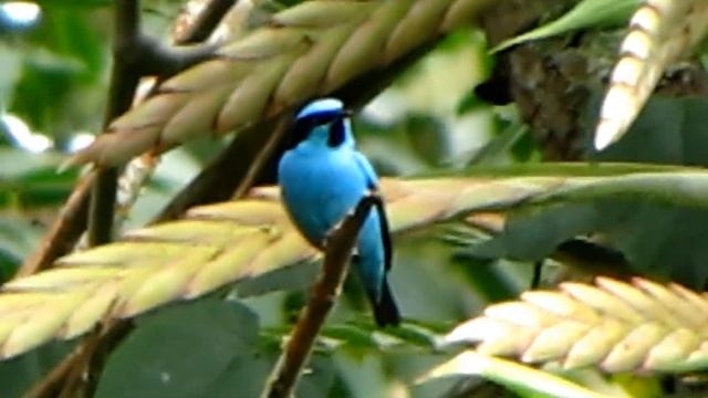 ENDEMIC- Turquoise Dacnis-Dacnis hartlaubi- Birding Turquoise Dacnis смотреть онлайн