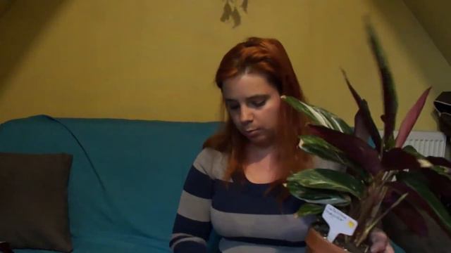 calathea triostar ou magicstrar смотреть онлайн