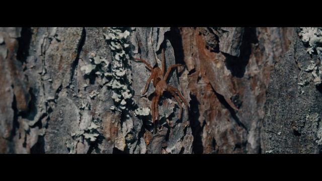 Лесное макро видео 4к, звуки леса, пение птиц, релакс видео смотреть онлайн