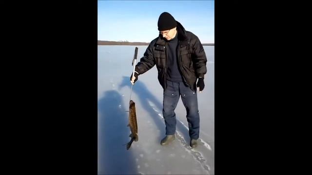 Рома с щукой смотреть онлайн