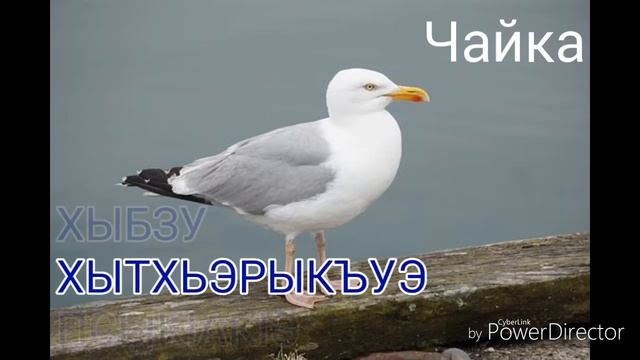 Названия птиц на кабардинском языке. Слайд-шоу из фото. смотреть онлайн