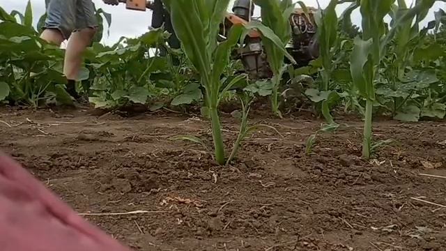 Культивация междурядий мотоблоком (кукуруза и гарбузы) смотреть онлайн