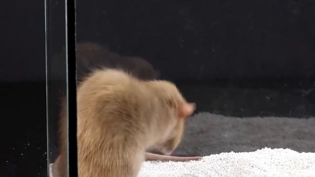 Паук тарантул против крысы. Venomous spider tarantula vs rat. смотреть онлайн