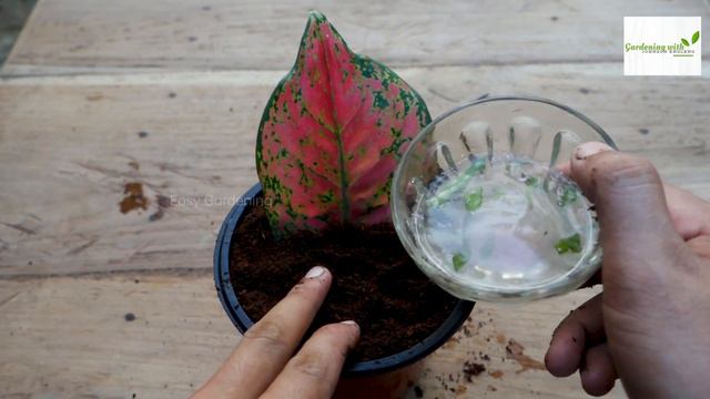 How to grow and care Aglaonema in easy and simple way with updates смотреть онлайн