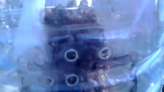 Зимовка плодной матки в бутылке благополучно завершена. смотреть онлайн