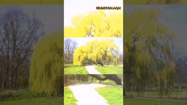 #Trees#Популярныедеревья#Деревья. Самые популярные деревья. Сосна.Ель.Тополь смотреть онлайн