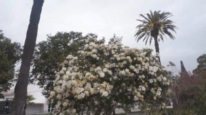 Магнолии цветут  -  весна в Абхазии