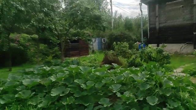 27.08.22.Дача.. наводим порядок в особняке.. пытаемся)) смотреть онлайн