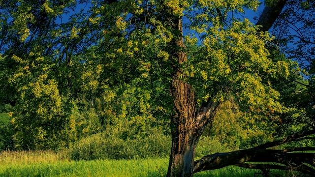 Евангелие и Святые дня. Апостол. Блж. Максима, Христа ради юродивого, чудотворца (1434). (24.11.21) смотреть онлайн