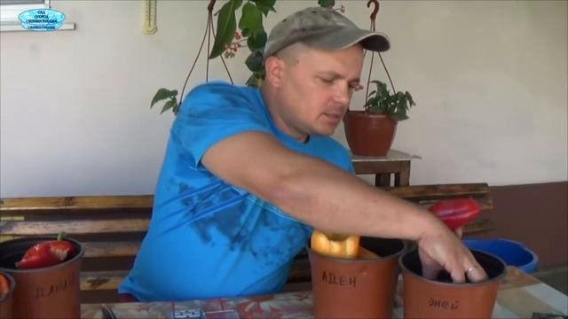ПОСЕВ СЛАДКОГО ПЕРЦА-ПЯТЬ ХОРОШИХ СОРТОВ!!! смотреть онлайн