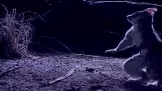 Загадочные животные всего Мира смотреть онлайн