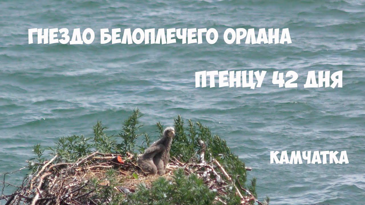 Гнездо белоплечего орлана Камчатка часть 2 смотреть онлайн