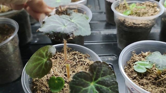 Клубневая бегония из семян. Обзор рассады после пикировки. Уход.Полив.Цветы для дома и сада. смотреть онлайн