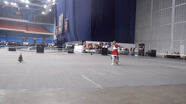 Ильина Полина и Харди. Кубок мэра Москвы 2010. смотреть онлайн