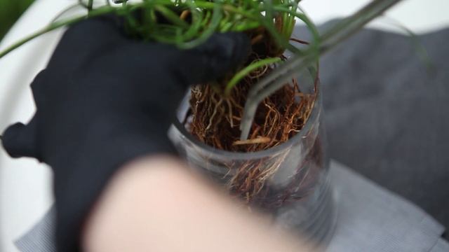 스프링 골풀 수경재배(Juncus Effusus Spiralis Hydroponic Cultivation)