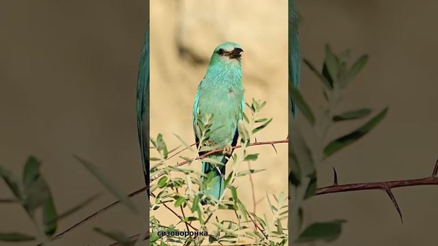 Сизоворонка смотреть онлайн