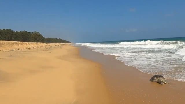🌴My Wild Beach on My Island 2024 смотреть онлайн